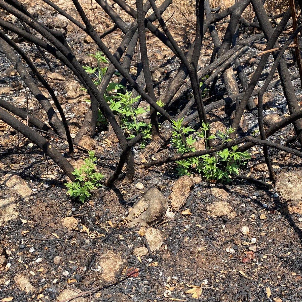 Manavgat'ta yanan ormanda ilk hayıtlar filizlendi