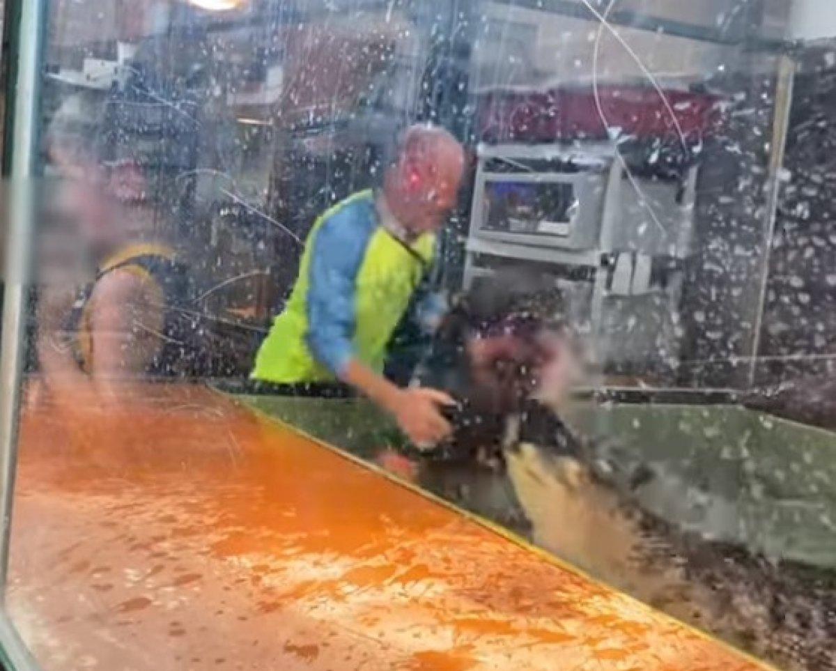 ABD'de bir timsah, çocukların gözü önünde terbiyecisinin elini ısırdı