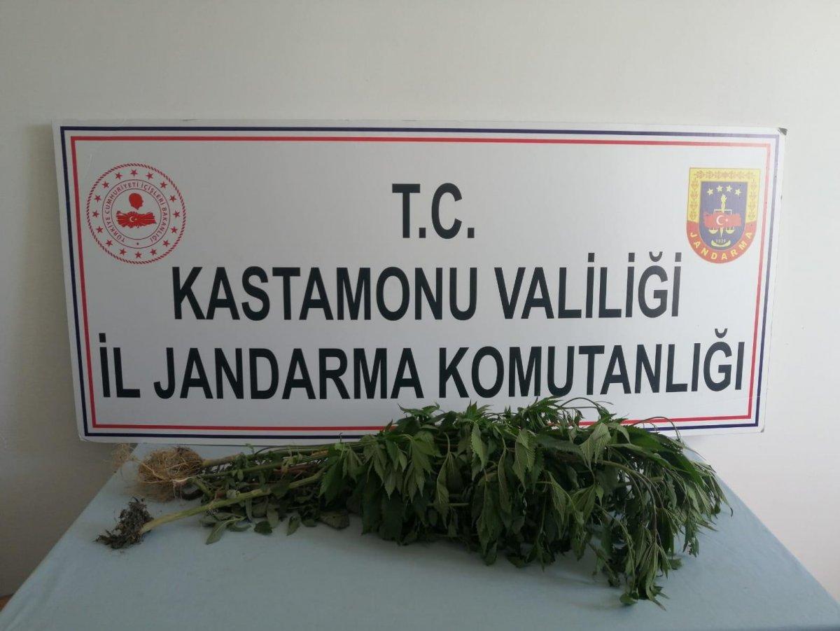 Kastamonu'da evin bahçesini, kenevir tarlasına çevirdi