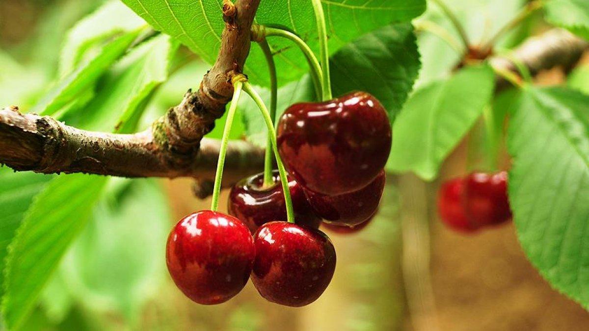 Meyve ve sebze tüketimi stresi azaltıyor