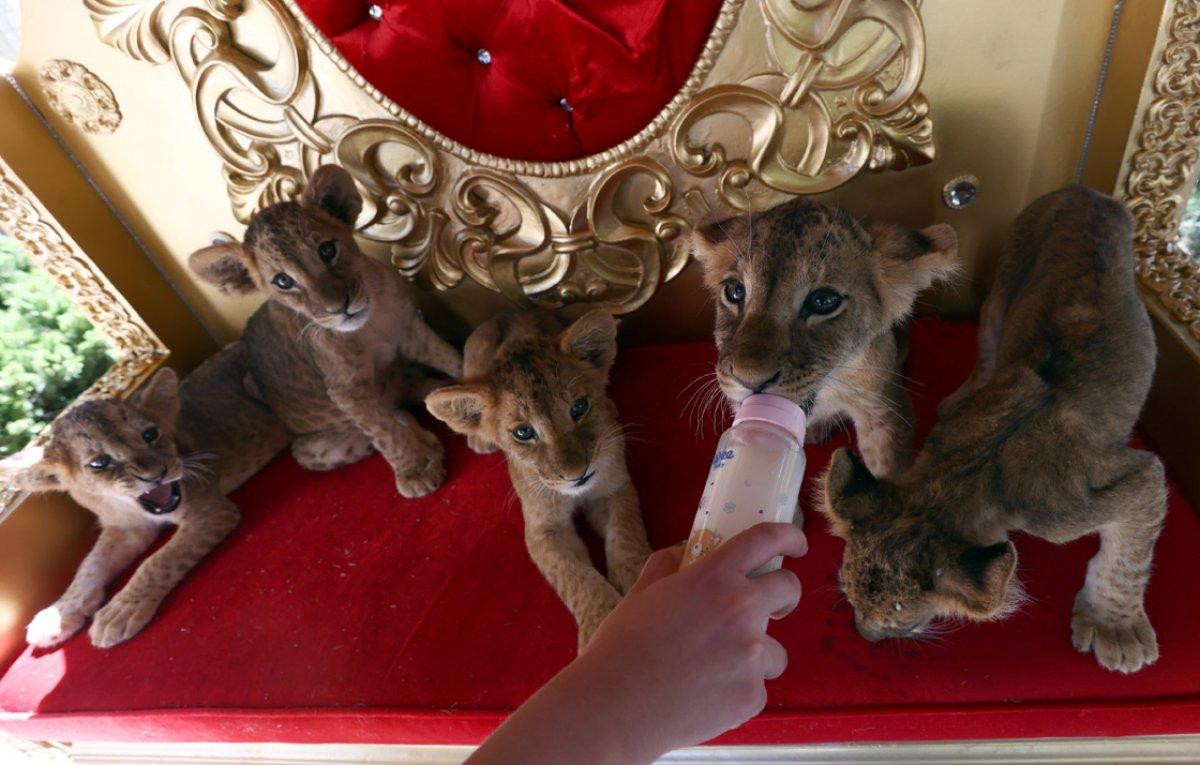 Ankara'da yavru aslanlar, çocukların eğlencesi oldu