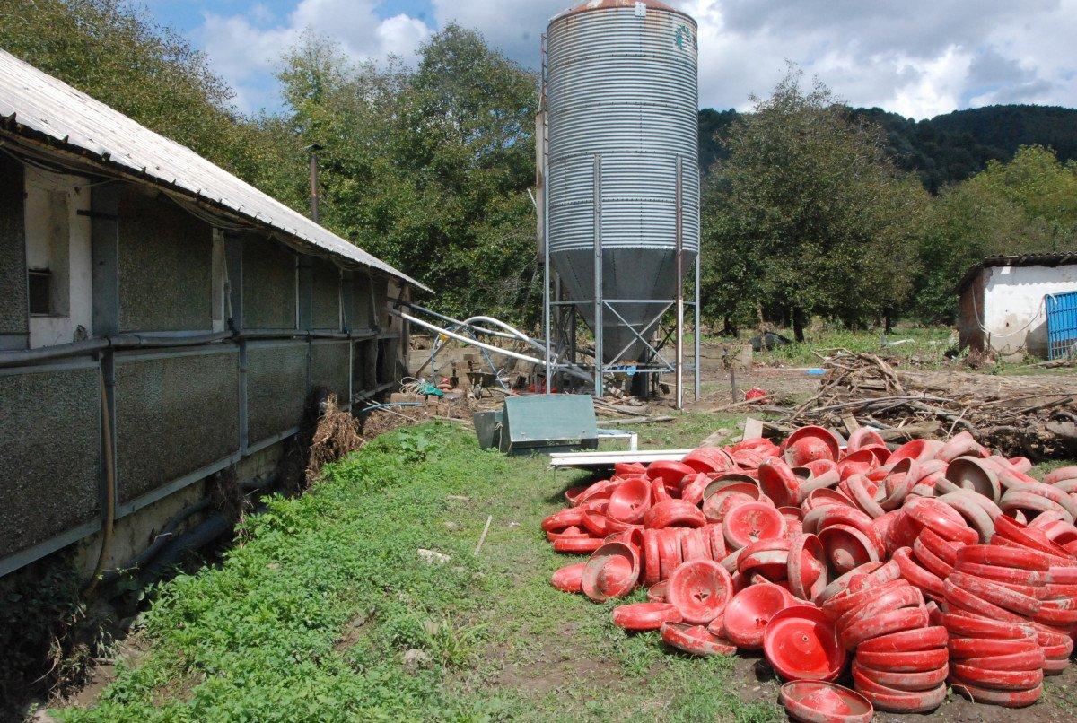 Bartın'da yaşanan sel felaketinde 24 bin tavuk telef oldu