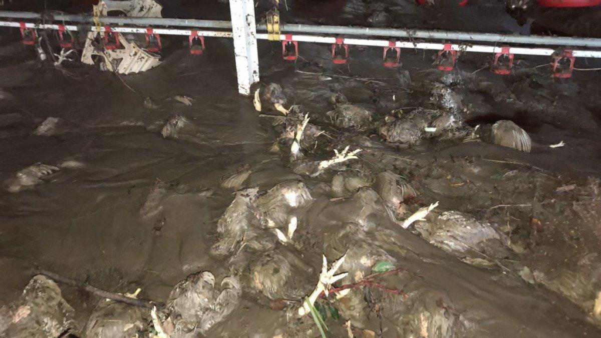 Bartın'da yaşanan sel felaketinde 24 bin tavuk telef oldu