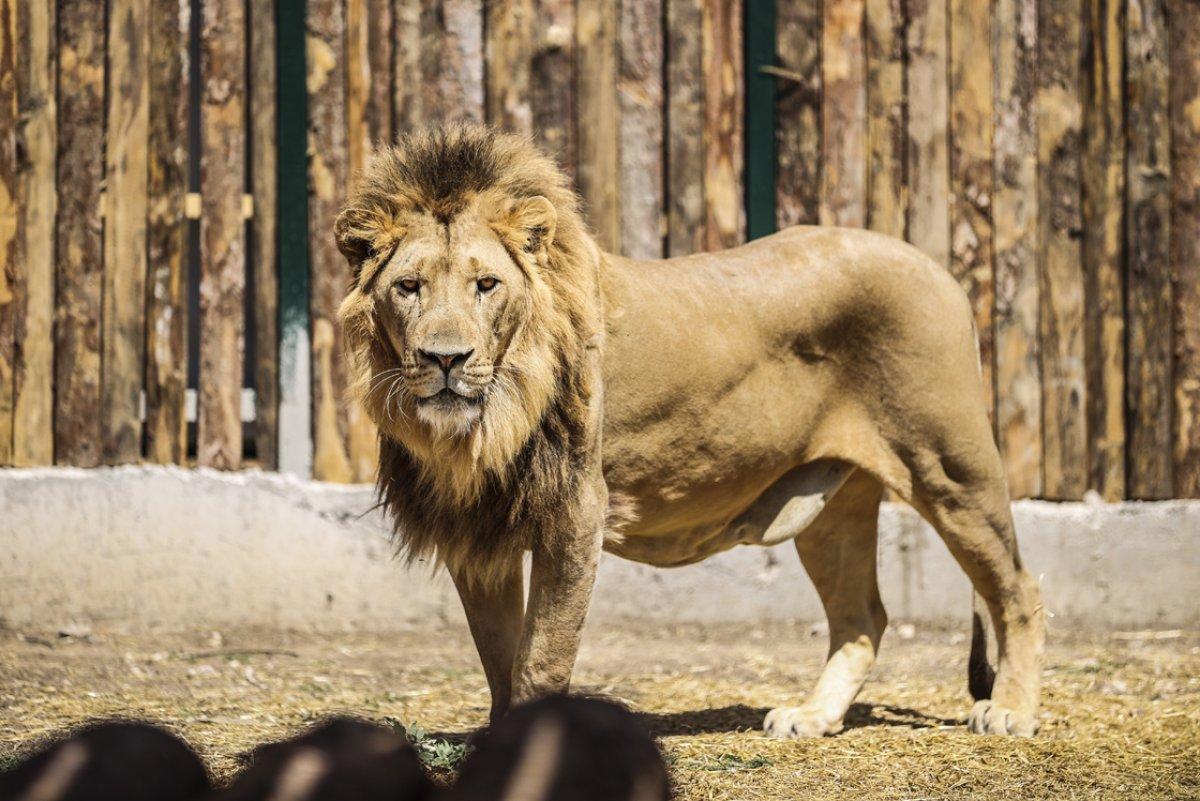 Ankara'da yavru aslanlar, çocukların eğlencesi oldu