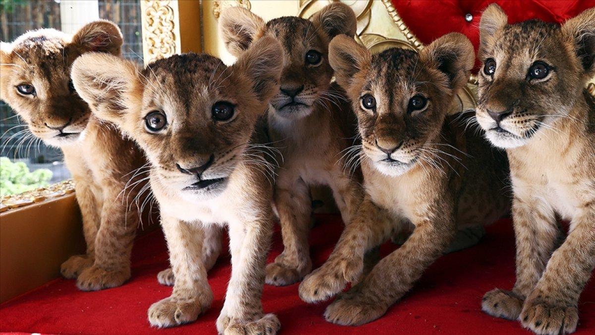 Ankara'da yavru aslanlar, çocukların eğlencesi oldu