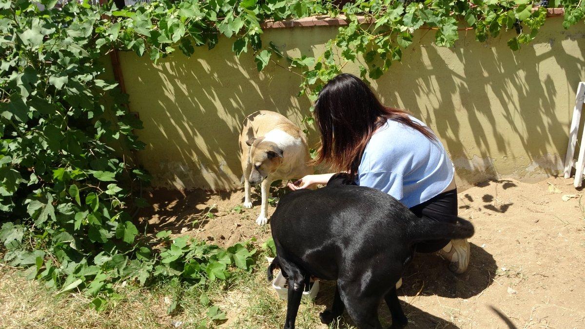 Tekirdağlı hayvansever Özay Kaya: Sokak hayvanına bu muameleme yapılamaz