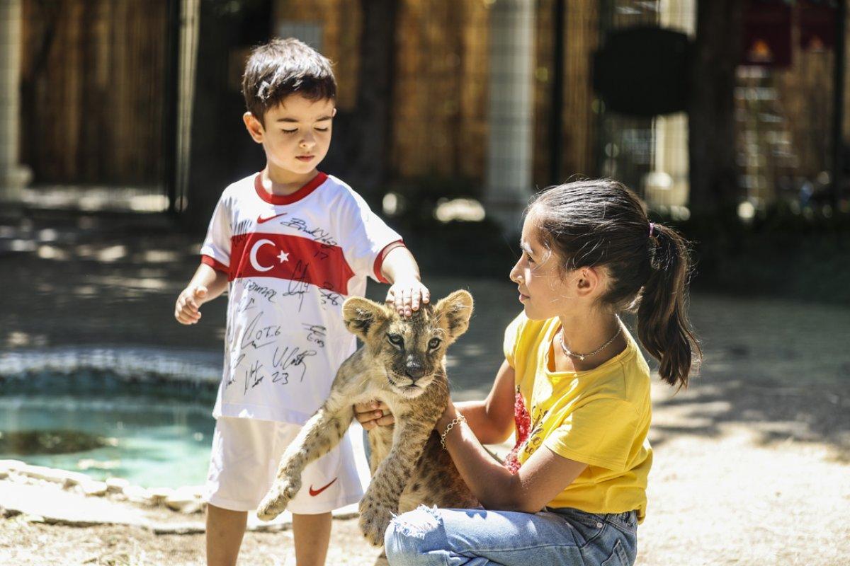 Ankara'da yavru aslanlar, çocukların eğlencesi oldu