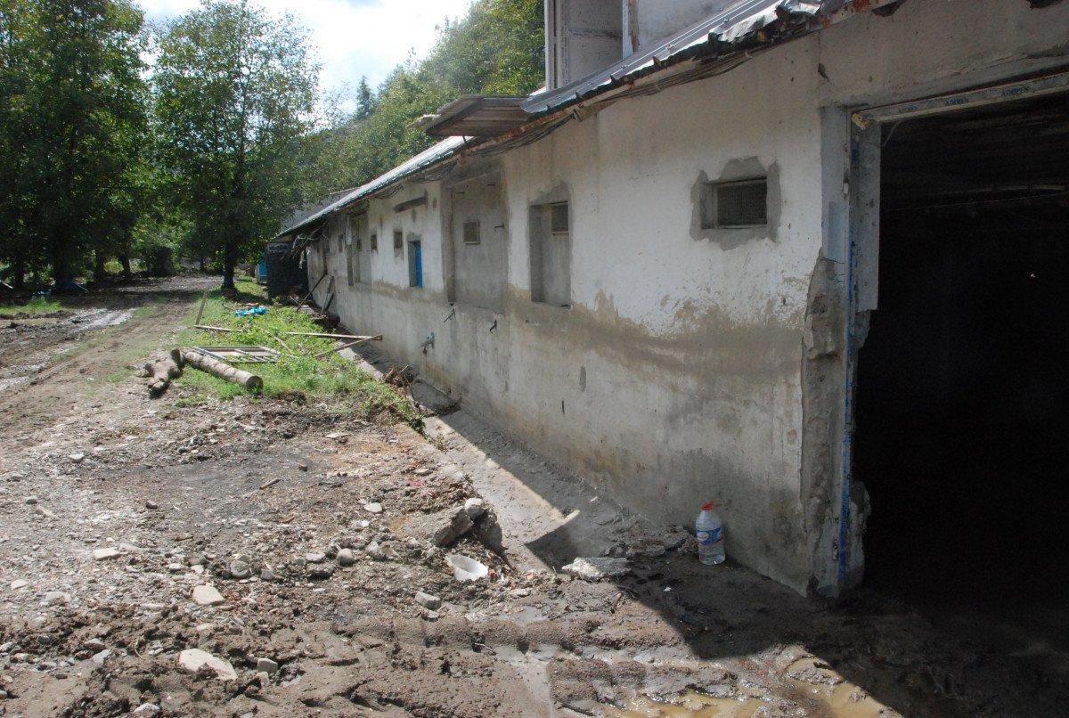 Bartın'da yaşanan sel felaketinde 24 bin tavuk telef oldu