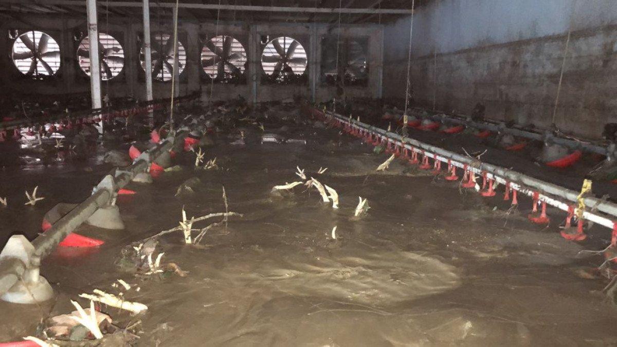 Bartın'da yaşanan sel felaketinde 24 bin tavuk telef oldu