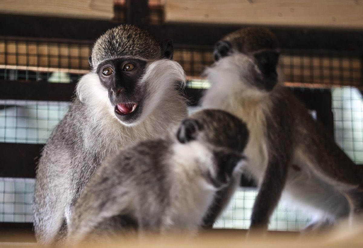 Ankara'da yavru aslanlar, çocukların eğlencesi oldu