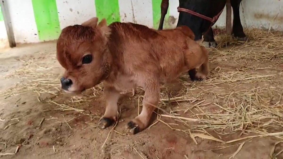 Hindistan'da cüce buzağı dünyaya geldi