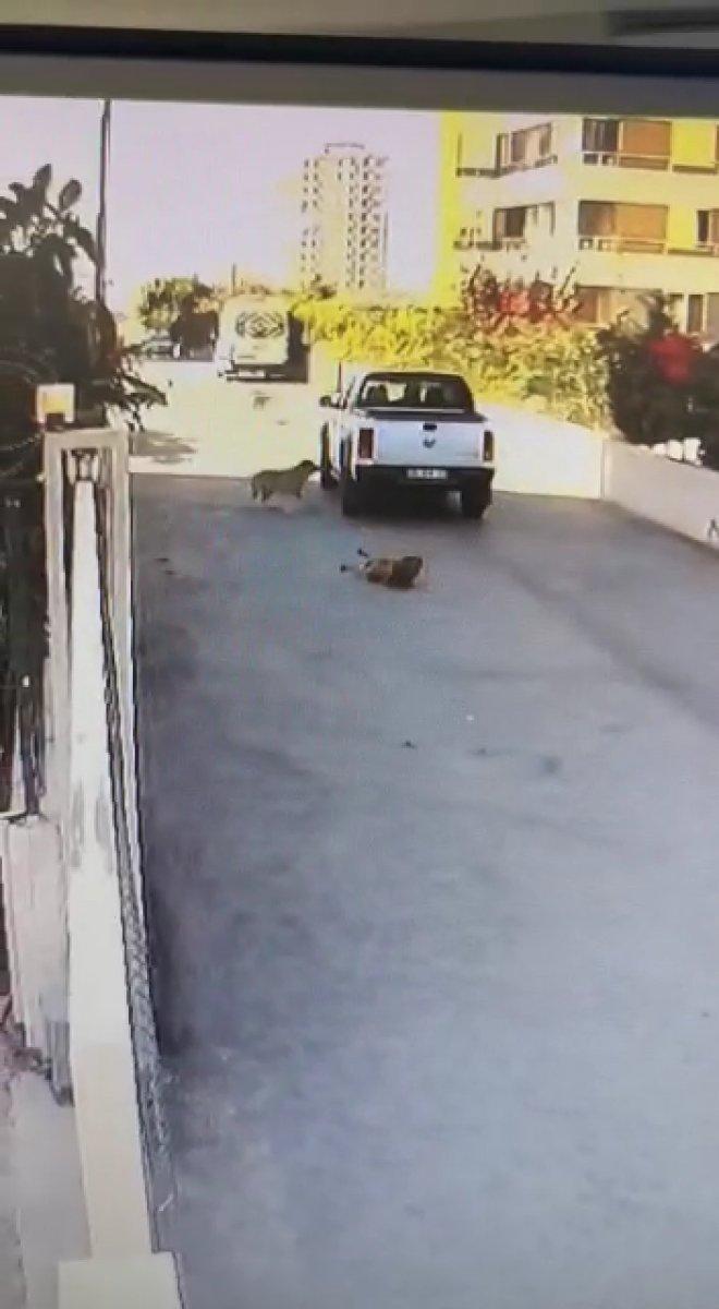 Mersin’de köpeği ezen sürücü kamerada