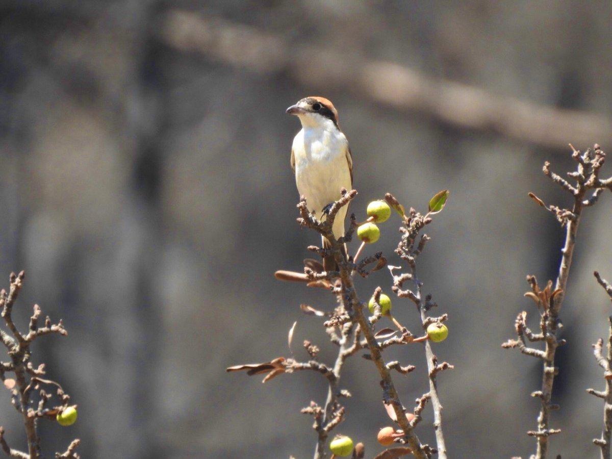 Muğla'da yanan ormanlar kendi kendine yeşeriyor