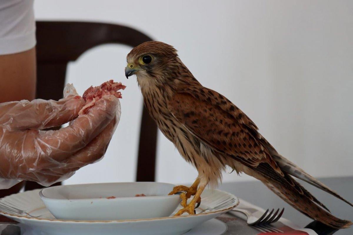 Adıyaman'da atmaca yavrusu ile lokantacının dostluğu