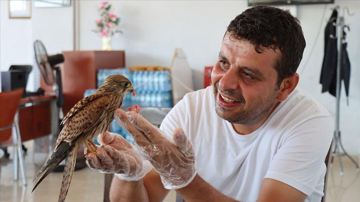 Adıyaman'da atmaca yavrusu ile lokantacının dostluğu