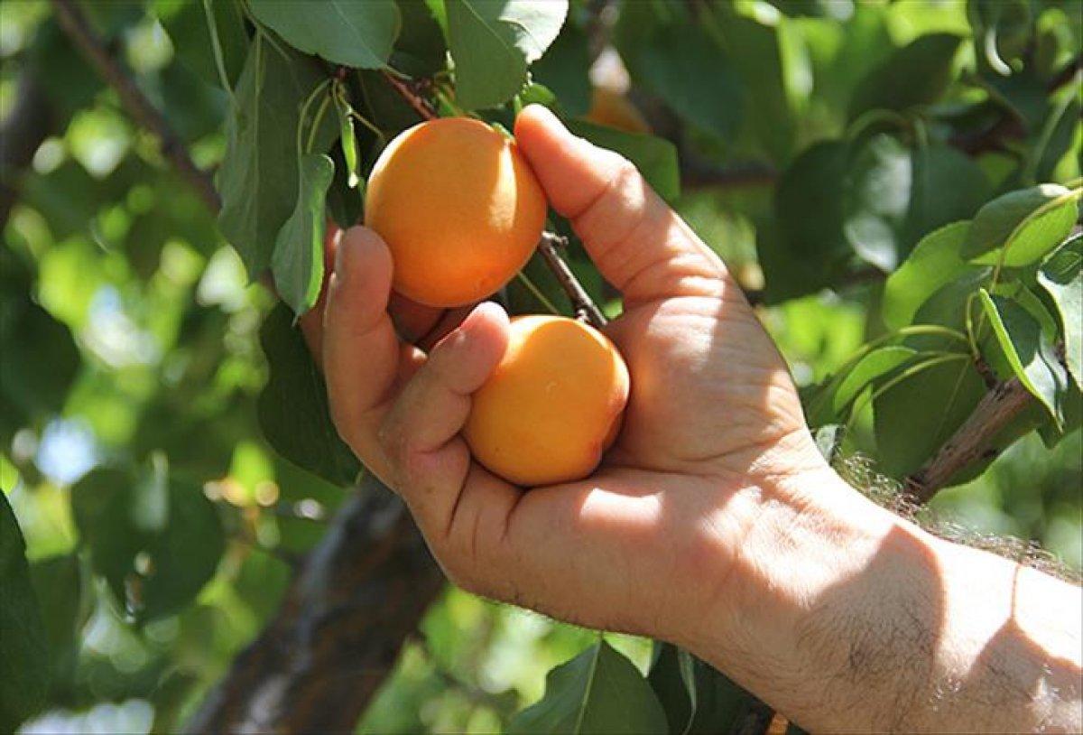 Vedat Milor'un başlattığı kayısı tartışmasına Malatyalı vekil Öznur Çalık'tan net cevap