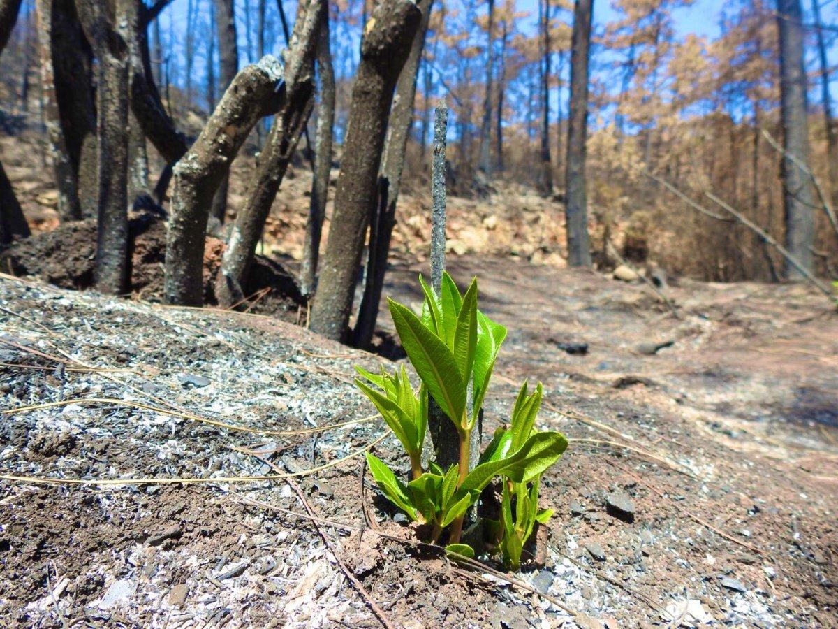 Muğla'da yanan ormanlar kendi kendine yeşeriyor