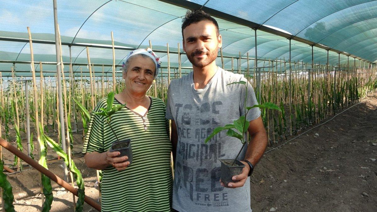 Tropikal meyve yetiştiriyorlar