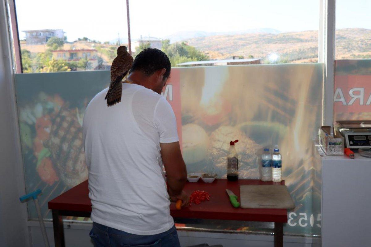 Adıyaman'da atmaca yavrusu ile lokantacının dostluğu