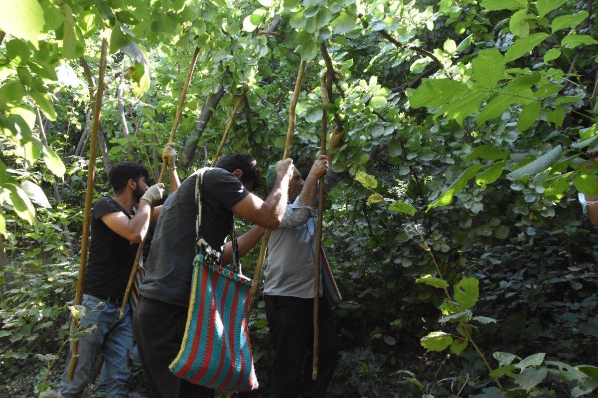 Bitlis'te fındık hasadı başladı
