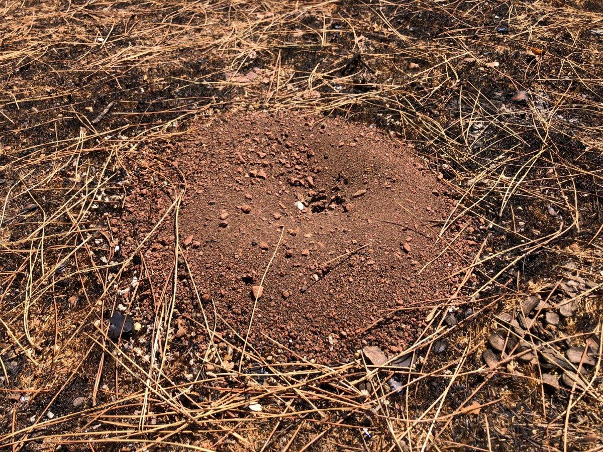 Muğla'da yanan ormanlar kendi kendine yeşeriyor
