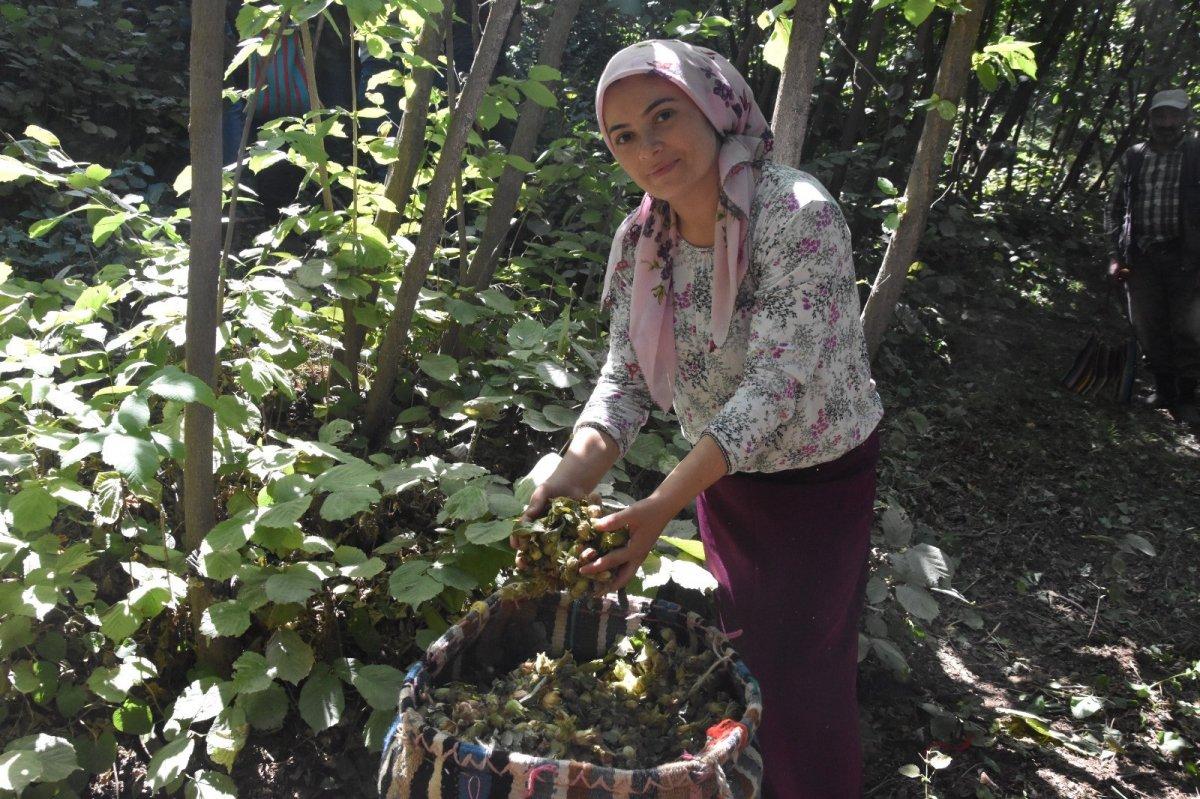 Bitlis'te fındık hasadı başladı