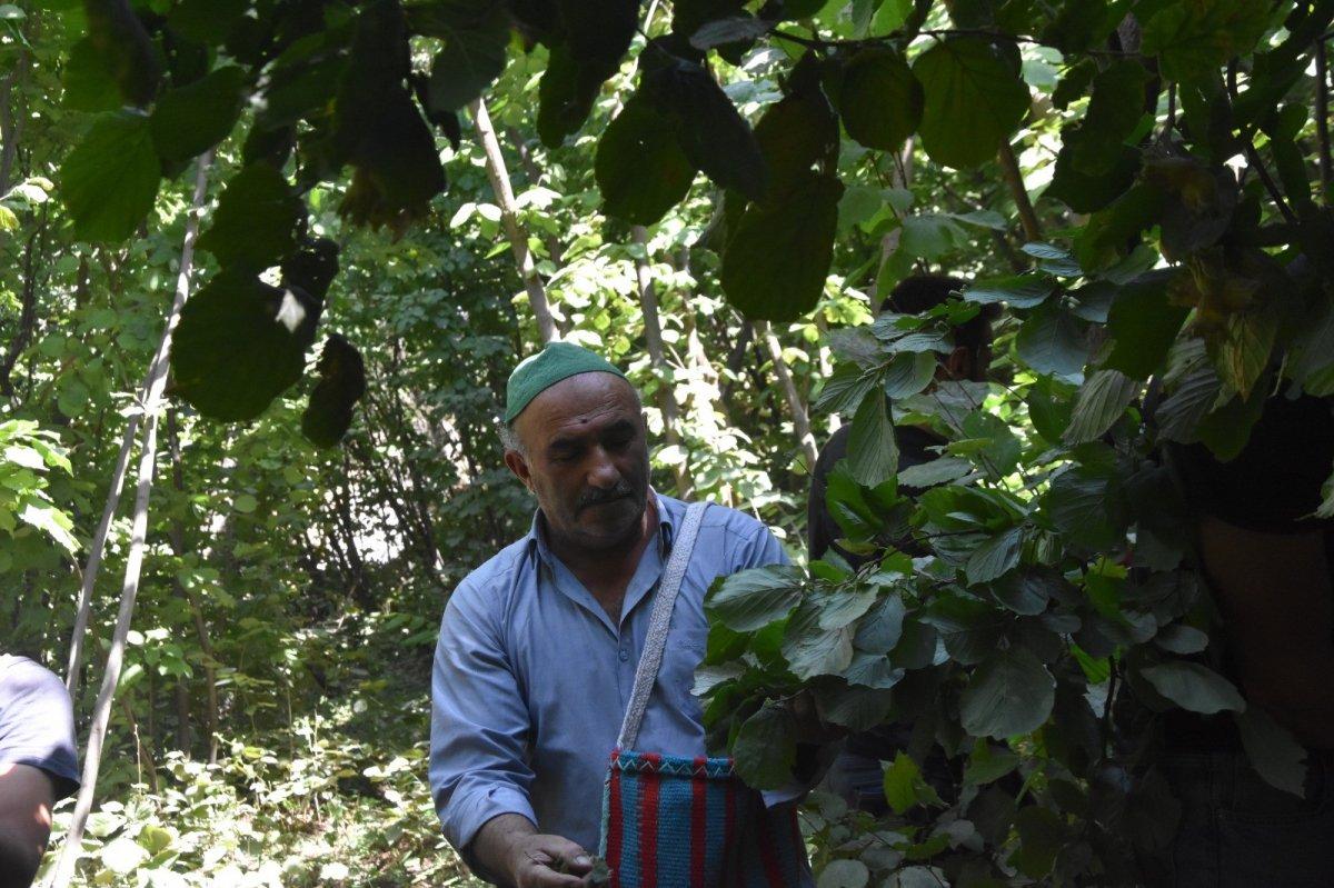 Bitlis'te fındık hasadı başladı
