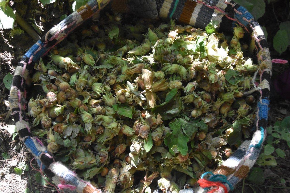 Bitlis'te fındık hasadı başladı