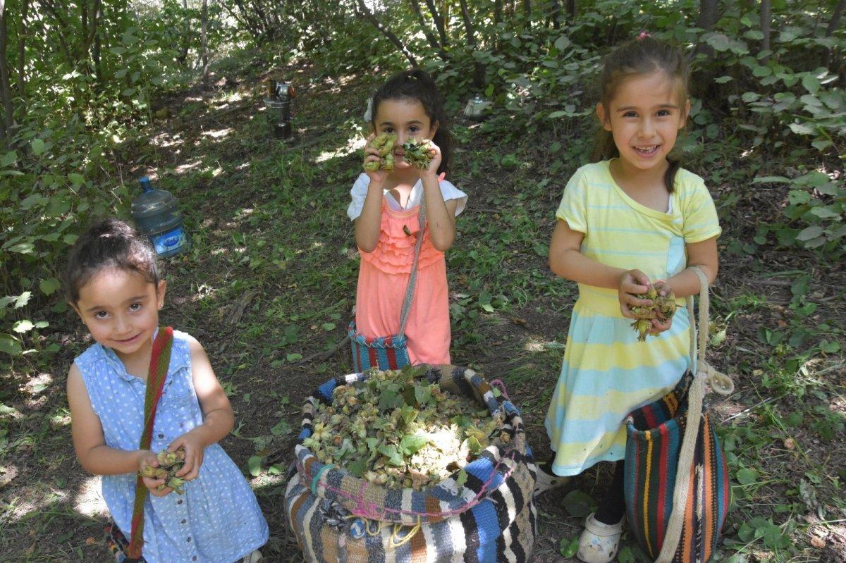 Bitlis'te fındık hasadı başladı