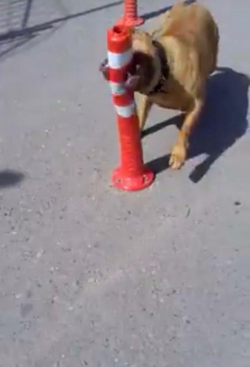 İstanbul'da denizde saldıran pitbull öldürdü iddiası