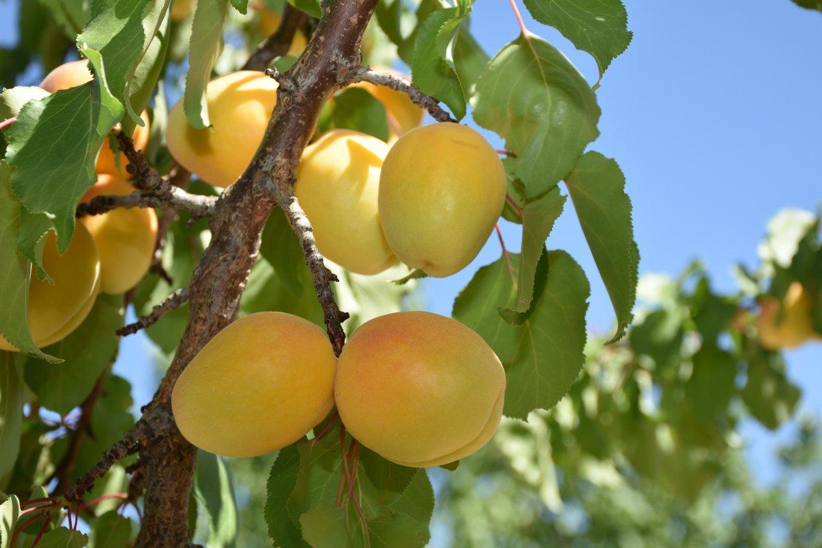 Malatyalılardan 'kayısı bizim' tepkisi