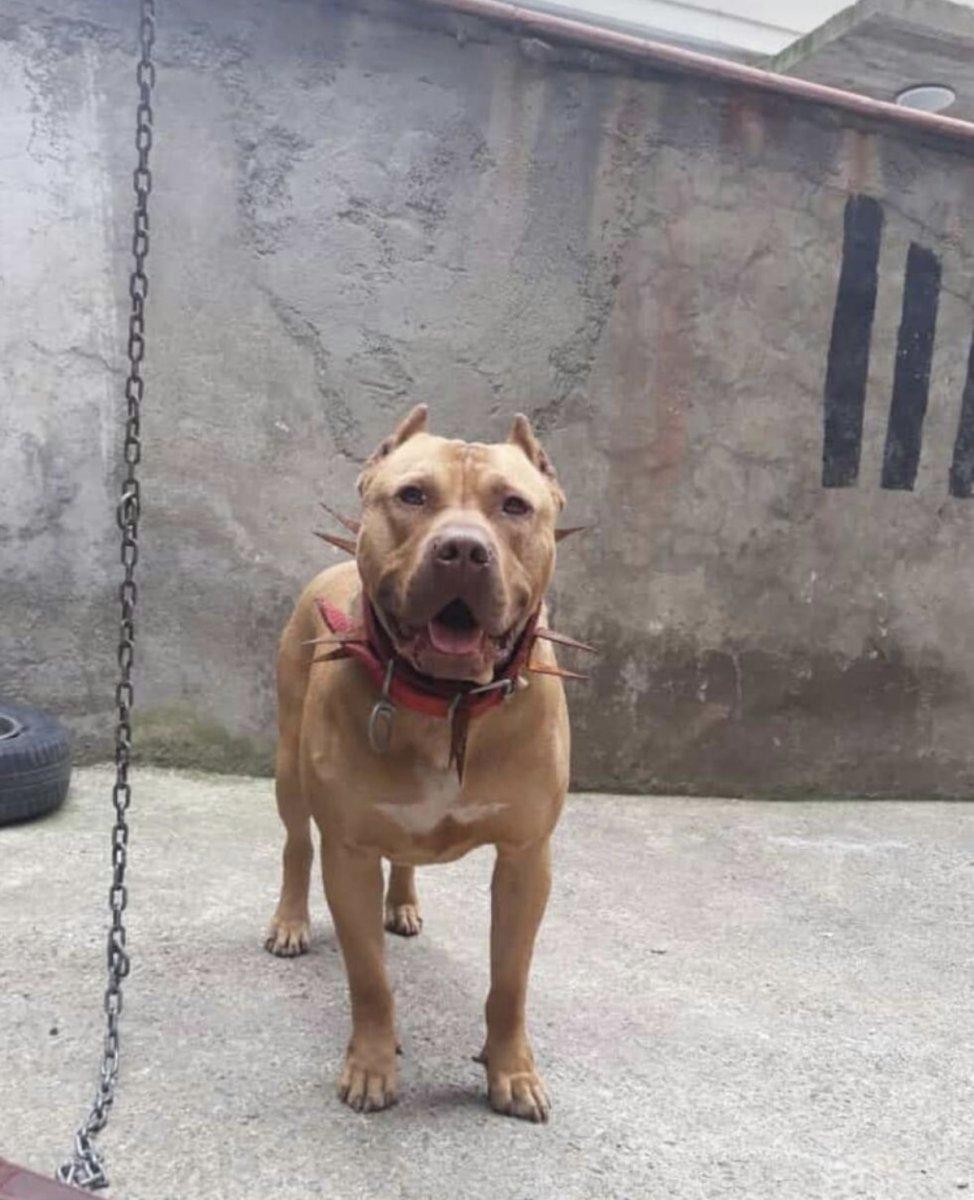 İstanbul'da denizde saldıran pitbull öldürdü iddiası