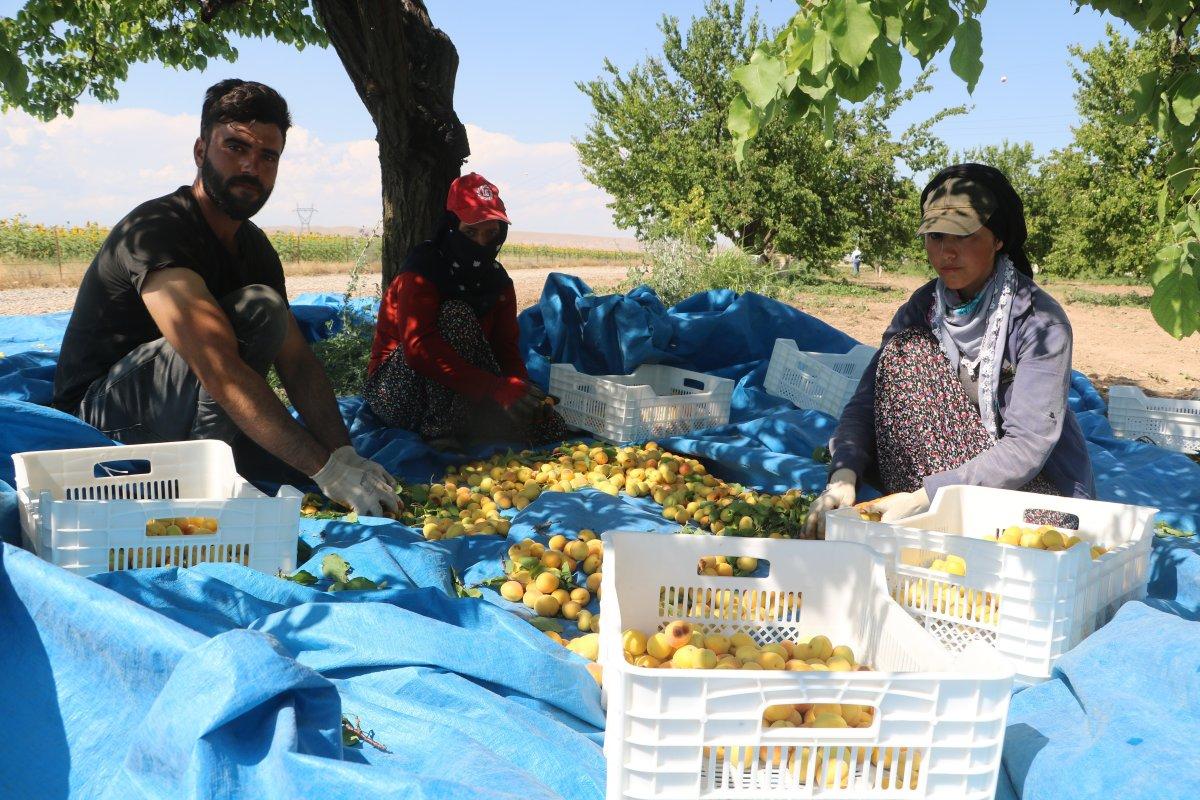 Malatyalılardan 'kayısı bizim' tepkisi