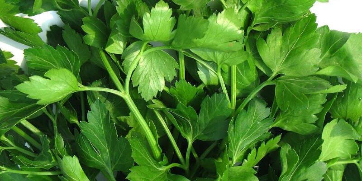 Maydanozun sağlığa 10 faydası