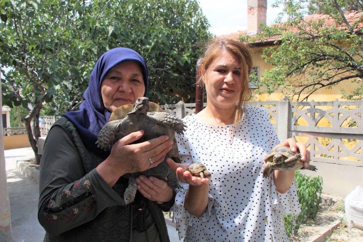 Amasya'daki Zekiye Teyze, 3 kaplumbağaya bakıyor