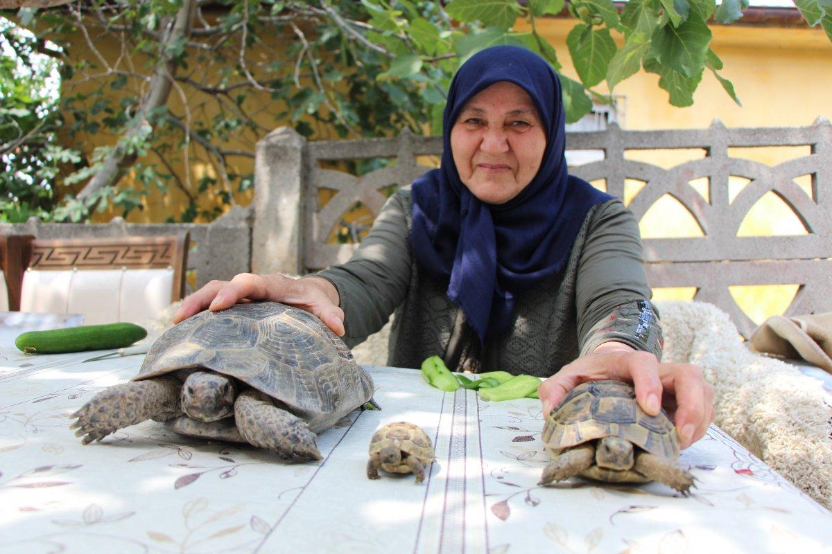 Amasya'daki Zekiye Teyze, 3 kaplumbağaya bakıyor