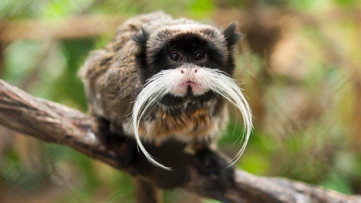 Fransa’daki hayvanat bahçesinden 10 lemur ve 2 tamarin maymununu çaldılar