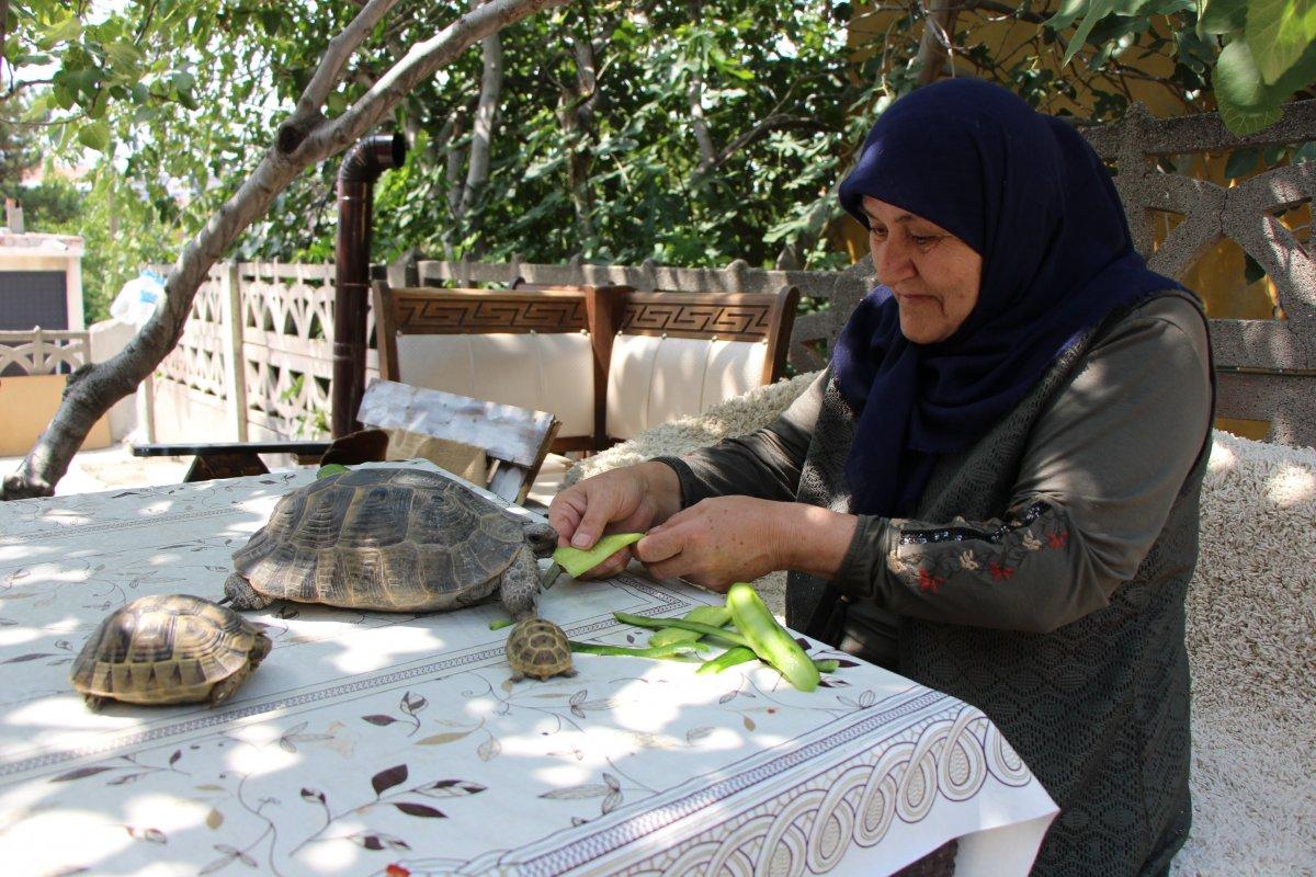 Amasya'daki Zekiye Teyze, 3 kaplumbağaya bakıyor