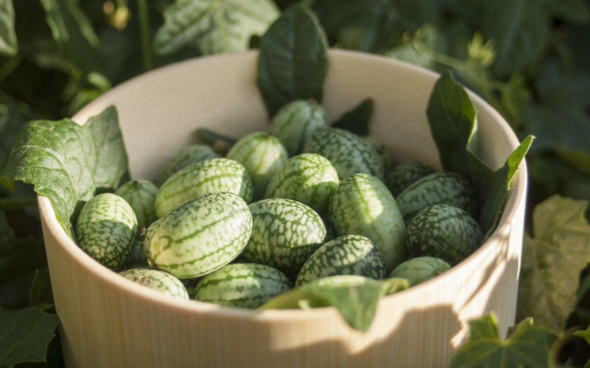 Dışı karpuz içi salatalık: Cucamelon meyvesinin faydaları