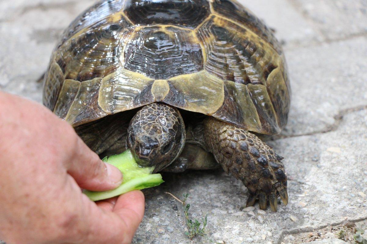 Amasya'daki Zekiye Teyze, 3 kaplumbağaya bakıyor