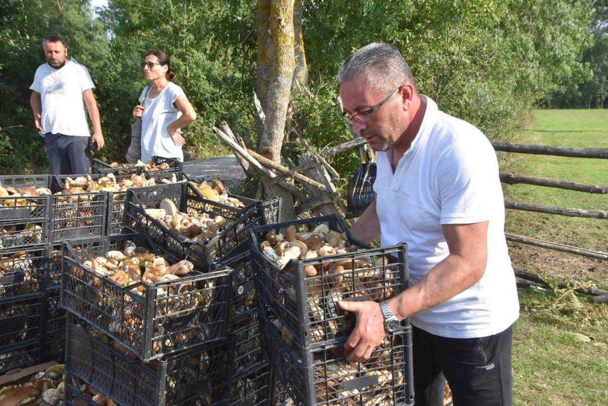 Sinop ormanlarında toplanan mantarlar ek gelir kapısı