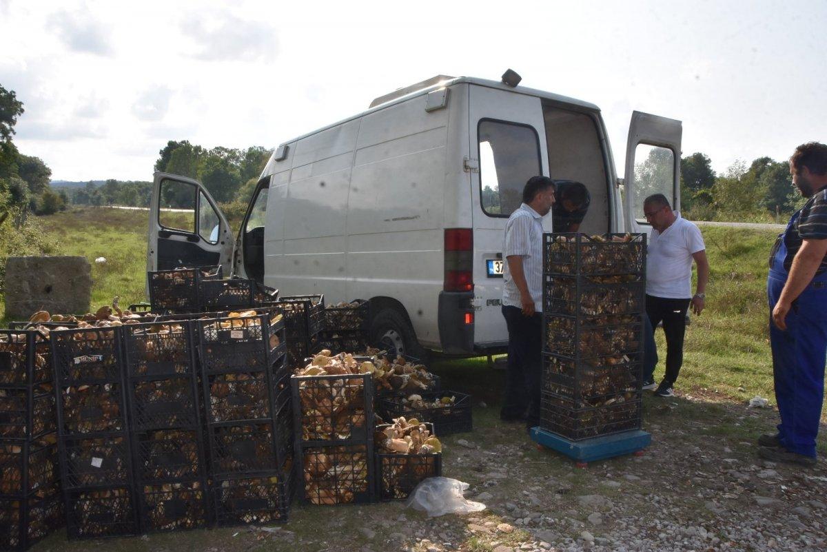 Sinop ormanlarında toplanan mantarlar ek gelir kapısı