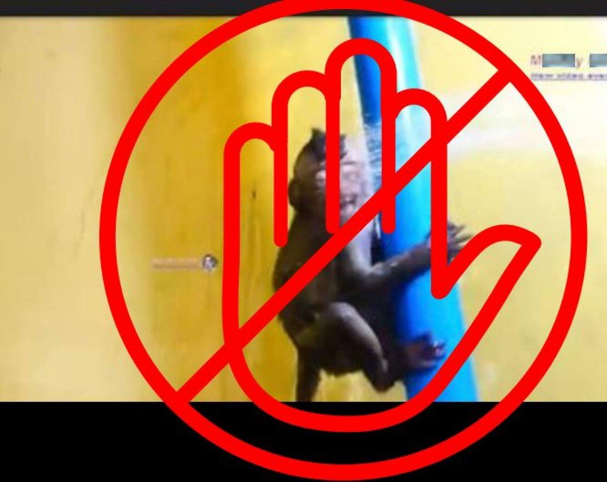 Sosyal medya şirketleri, hayvanlara işkence videolarından milyonlar kazanıyor