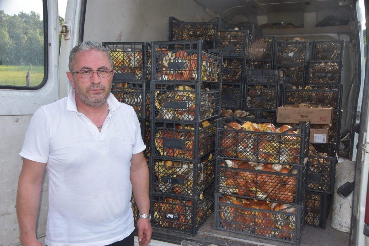 Sinop ormanlarında toplanan mantarlar ek gelir kapısı