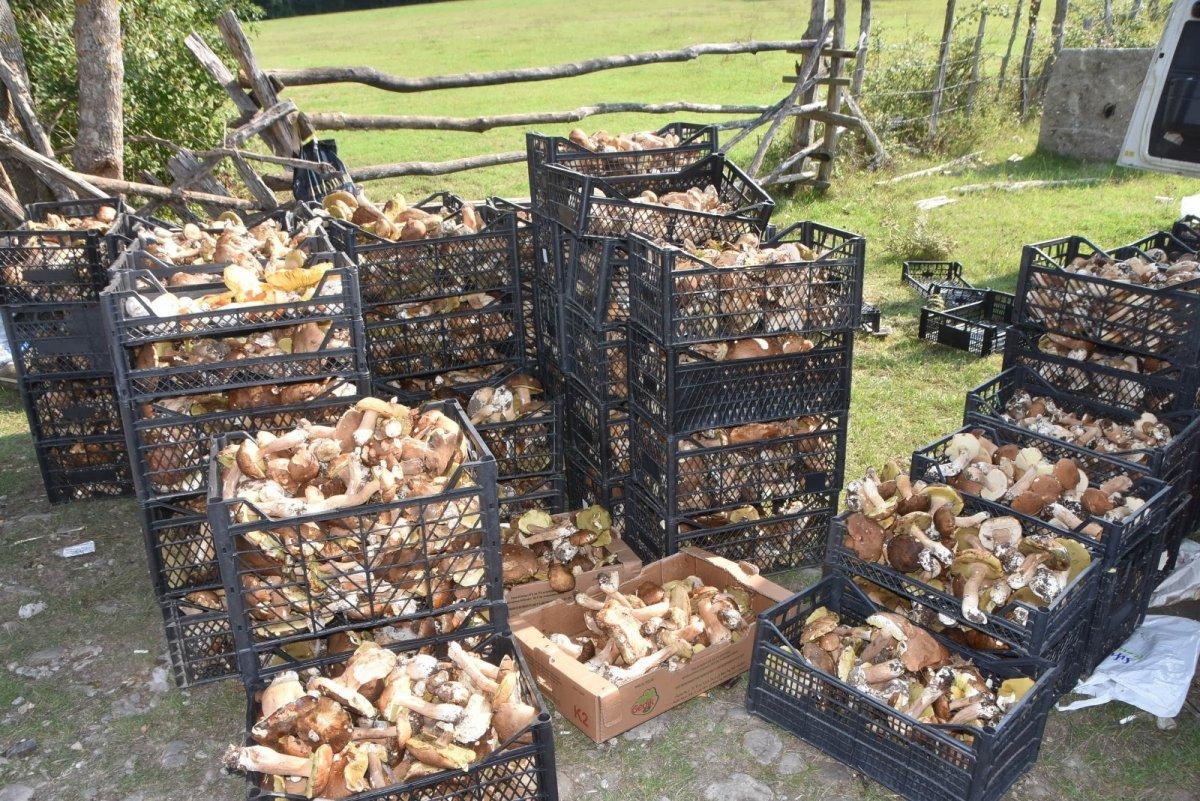 Sinop ormanlarında toplanan mantarlar ek gelir kapısı