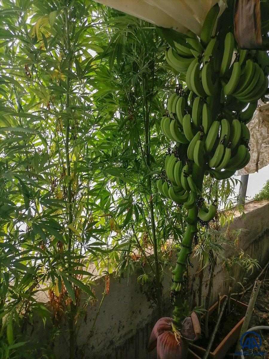 Antalya’da muz serasında uyuşturucu operasyonu