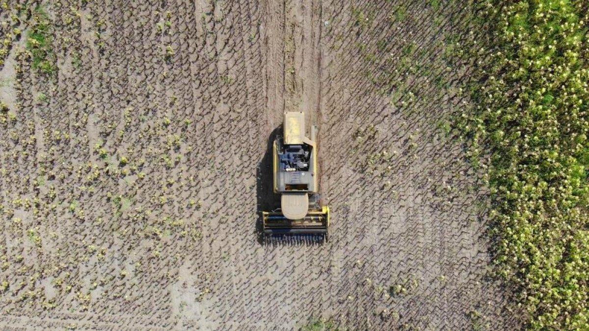 Samsun'da ayçiçeğinin hasadına başlandı