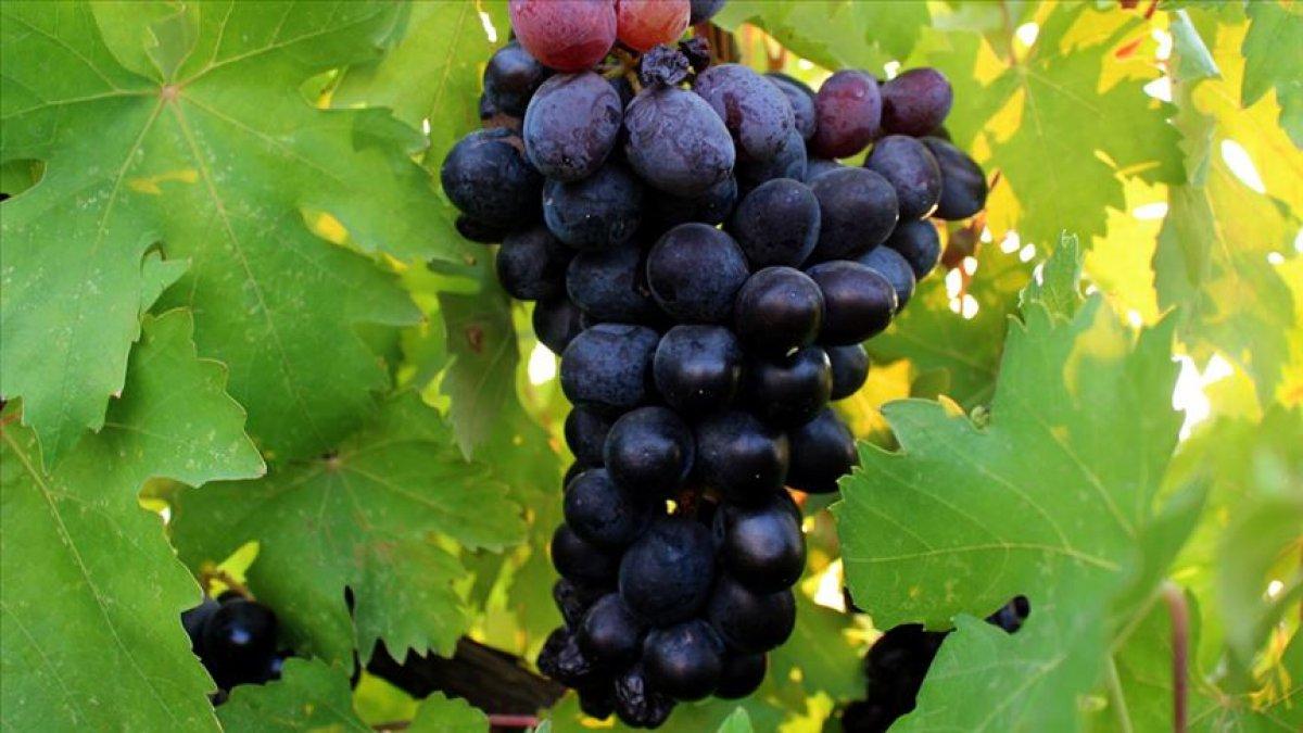 Antioksidan gücü en yüksek 9 besin