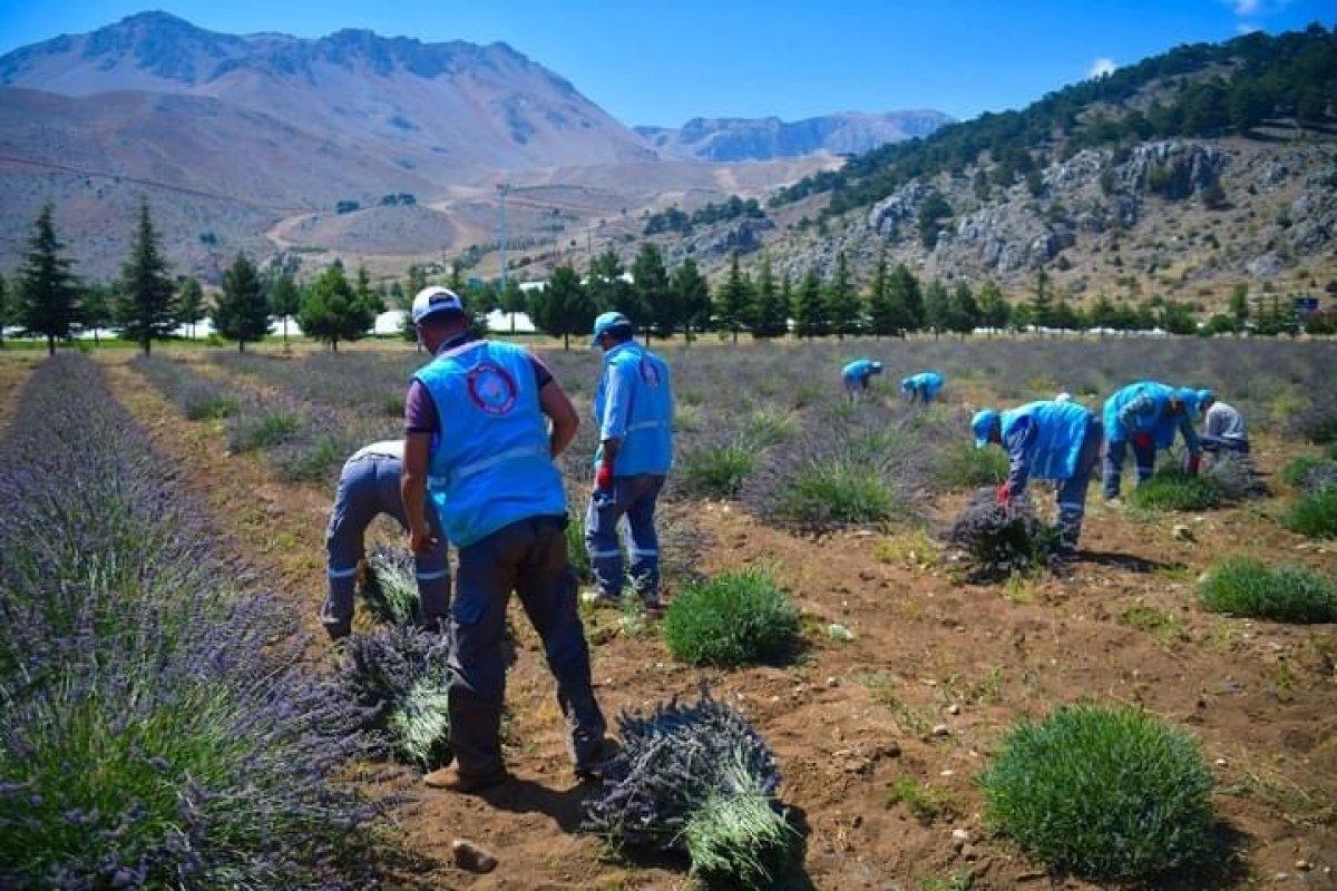 Isparta'da lavanta hasadı