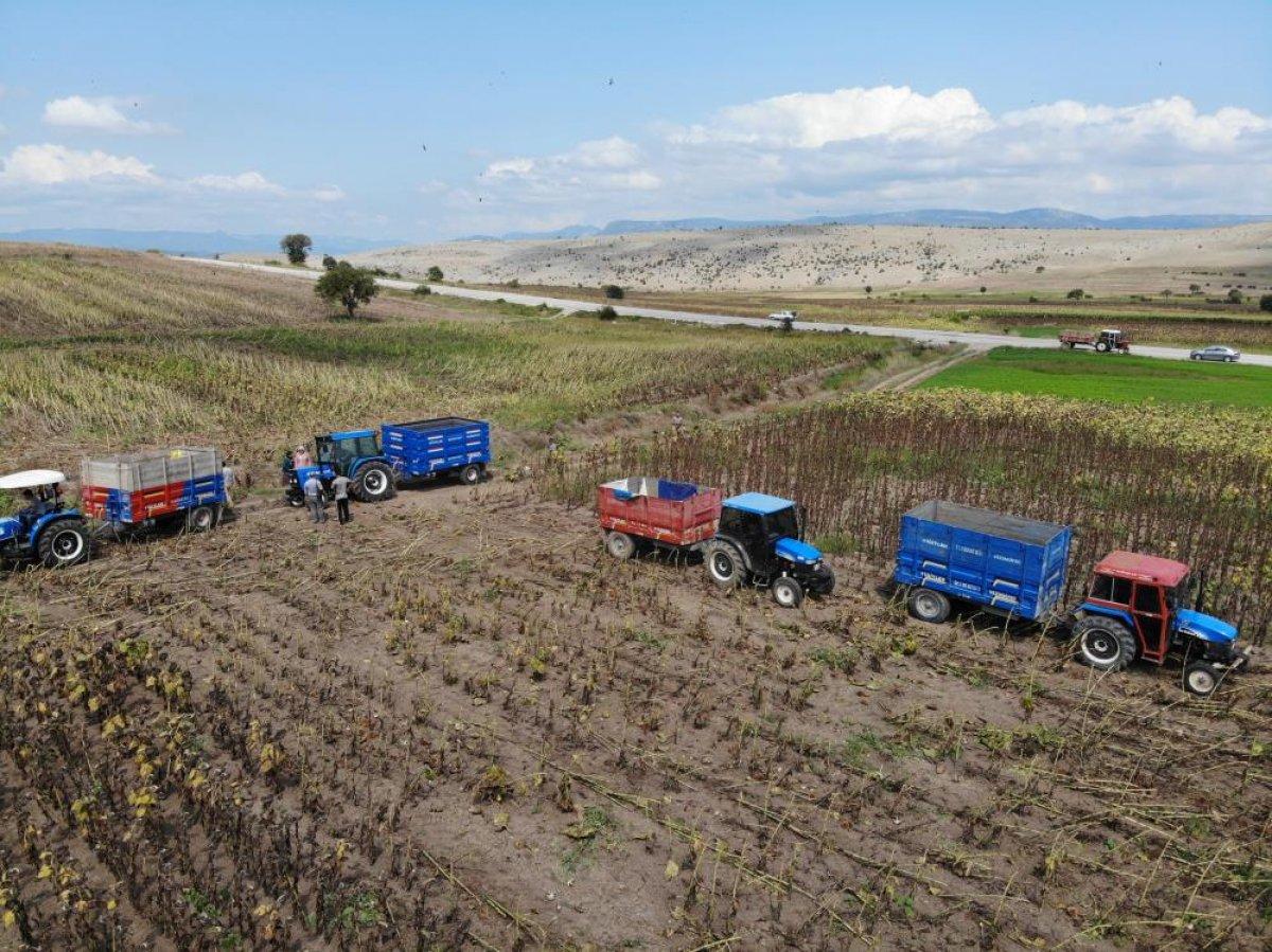 Samsun'da ayçiçeğinin hasadına başlandı